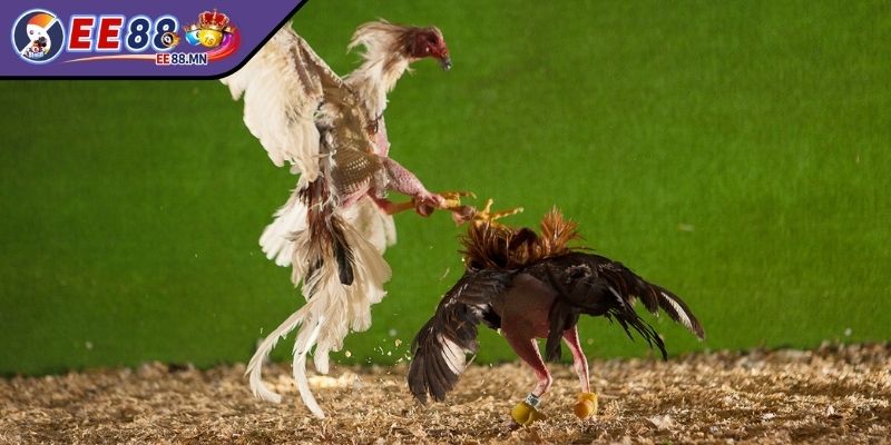 Cách Bắt Kèo Đá Gà - Những Bí Kíp Mọi Kê Thủ Cần Nắm Vững - cach bat keo da ga cua du doan Cách bắt kèo đá gà chuẩn xác bằng cách chọn lựa cửa dự đoán