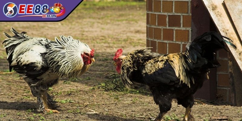 Cách Bắt Kèo Đá Gà - Những Bí Kíp Mọi Kê Thủ Cần Nắm Vững - cach bat keo da ga hang can Bắt kèo qua lựa chọn đúng hạng cân thi đấu