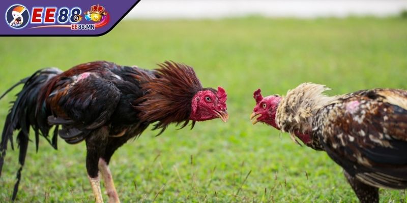 Cách Bắt Kèo Đá Gà - Những Bí Kíp Mọi Kê Thủ Cần Nắm Vững - cach bat keo da ga hinh thuc thi dau Bắt kèo đá gà qua việc chọn hình thức thi đấu phù hợp