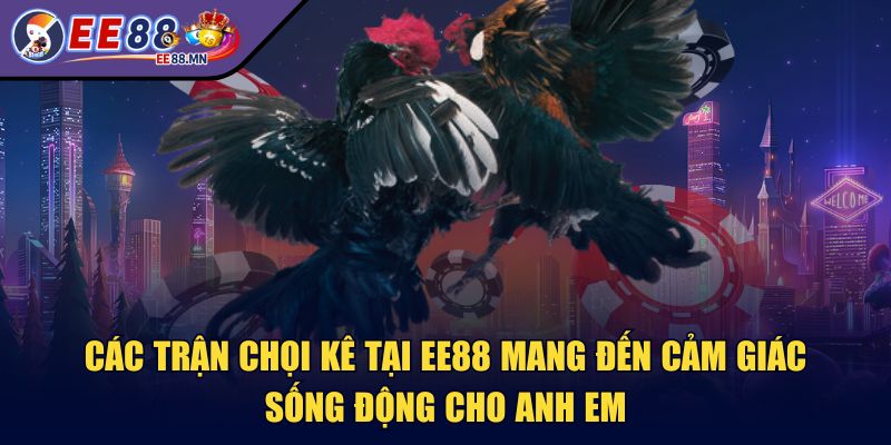 ee88 - Trang Chủ - ee88 choi ke Các trận chọi kê tại EE88 mang đến cảm giác sống động cho anh em