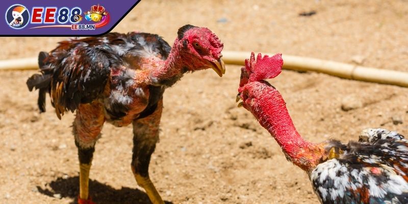 Gà Campuchia Sự Lựa Chọn Của Dân Chơi Kê Thủ Chuyên Nghiệp - ga campuchia khai quat Khái quát sơ lược vài thông tin về đá gà Campuchia
