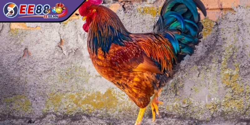 Gà Campuchia Sự Lựa Chọn Của Dân Chơi Kê Thủ Chuyên Nghiệp - ga campuchia kiem tra Kiểm tra kỹ phần chân vảy và cựa chiến kê Campuchia