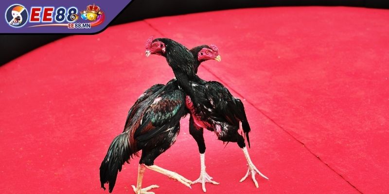 Gà Thomo Hôm Nay EE88 Cung Cấp Các Trận Chiến Kê Kịch Tính - ga thomo hom nay hinh thuc Những hình thức đá gà Thomo EE88 phổ biến để trải nghiệm