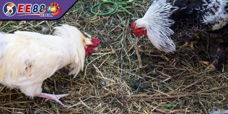 Gà Thomo Hôm Nay EE88 Cung Cấp Các Trận Chiến Kê Kịch Tính - ga thomo hom nay xac dinh Xác định hạng cân cho chiến kê hôm nay Thomo