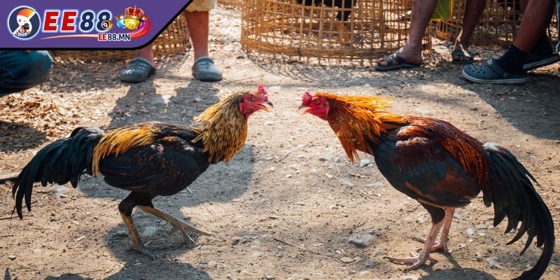 Mẹo Cược Gà Thắng Lớn Đến Từ Cao Thủ Người Chơi Cần Áp Dụng - meo cuoc ga thang lon meo quan sat Mẹo quan sát phong độ lẫn trạng thái gà trước trận đấu