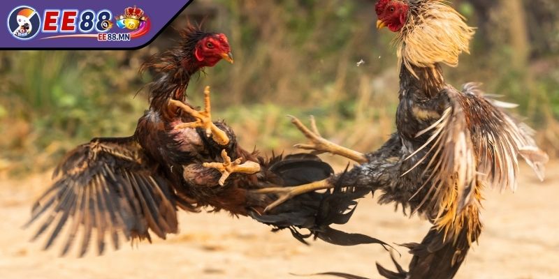 Mẹo Cược Gà Thắng Lớn Đến Từ Cao Thủ Người Chơi Cần Áp Dụng - meo cuoc ga thang lon theo doi Theo dõi chiến thuật thi đấu của gà để dự đoán chính xác