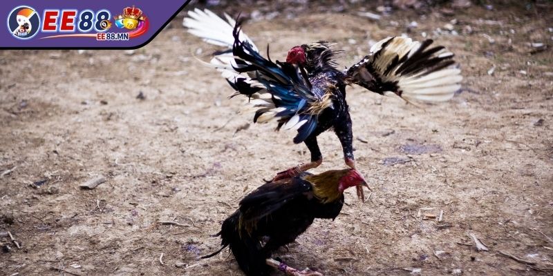 Tỷ Lệ Cược Gà Đá Trực Tuyến Tại EE88 Chi Tiết Cho Người Mới - ty le cuoc ga da luu y Lưu ý khi chơi theo tỷ lệ cược đá gà hiệu quả