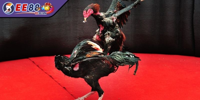Tỷ Lệ Cược Gà Đá Trực Tuyến Tại EE88 Chi Tiết Cho Người Mới - ty le cuoc ga da muc ty le Mức tỷ lệ cược tại cửa Wala